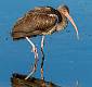 White Ibis-14